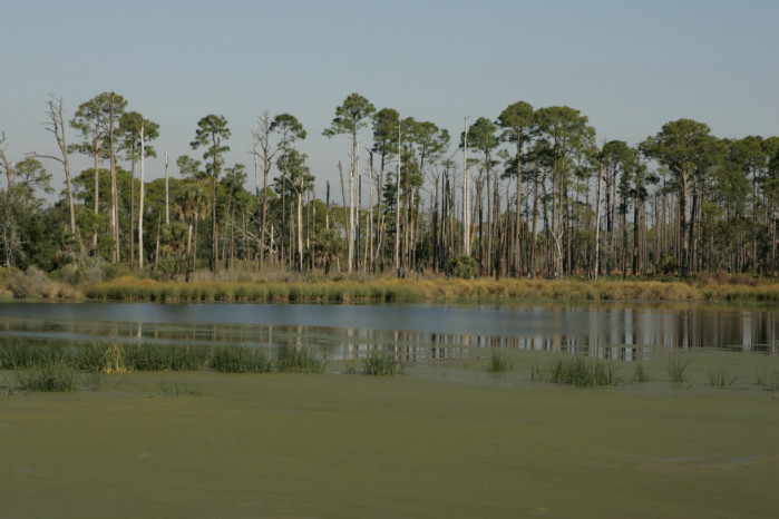 Scenic Views of St. Marks of National Wildlife Refuge